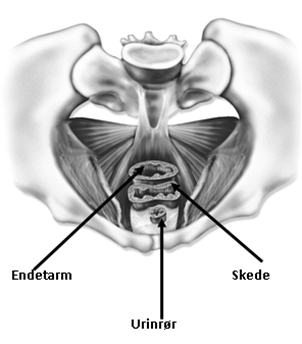 Tegning  af b&aelig;kkenknoglerne, hvor urinr&oslash;r, skede og endetarm er markeret, s&aring; man kan se, at de passerer gennem b&aelig;kkenbunden.